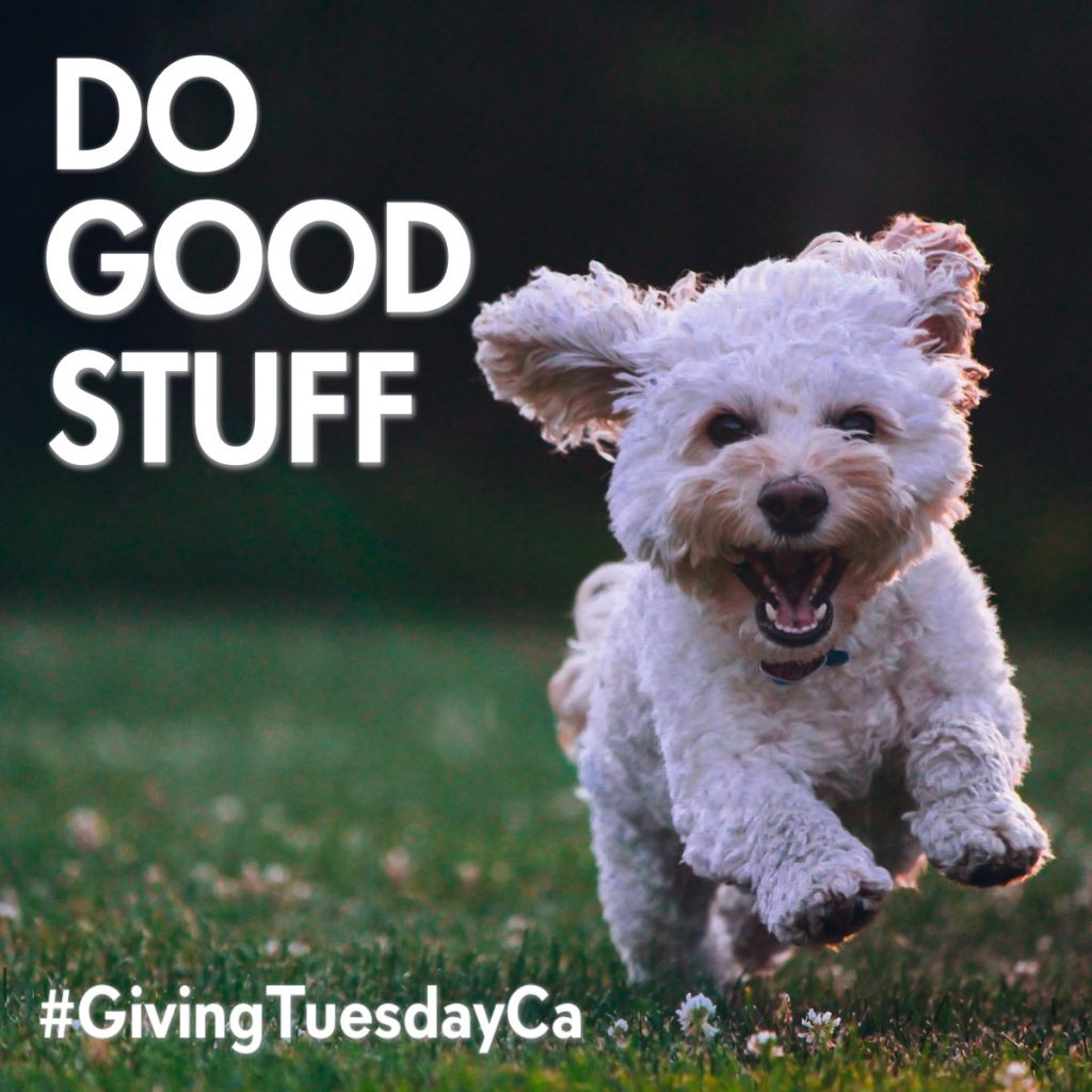 #GivingTuesday Dog