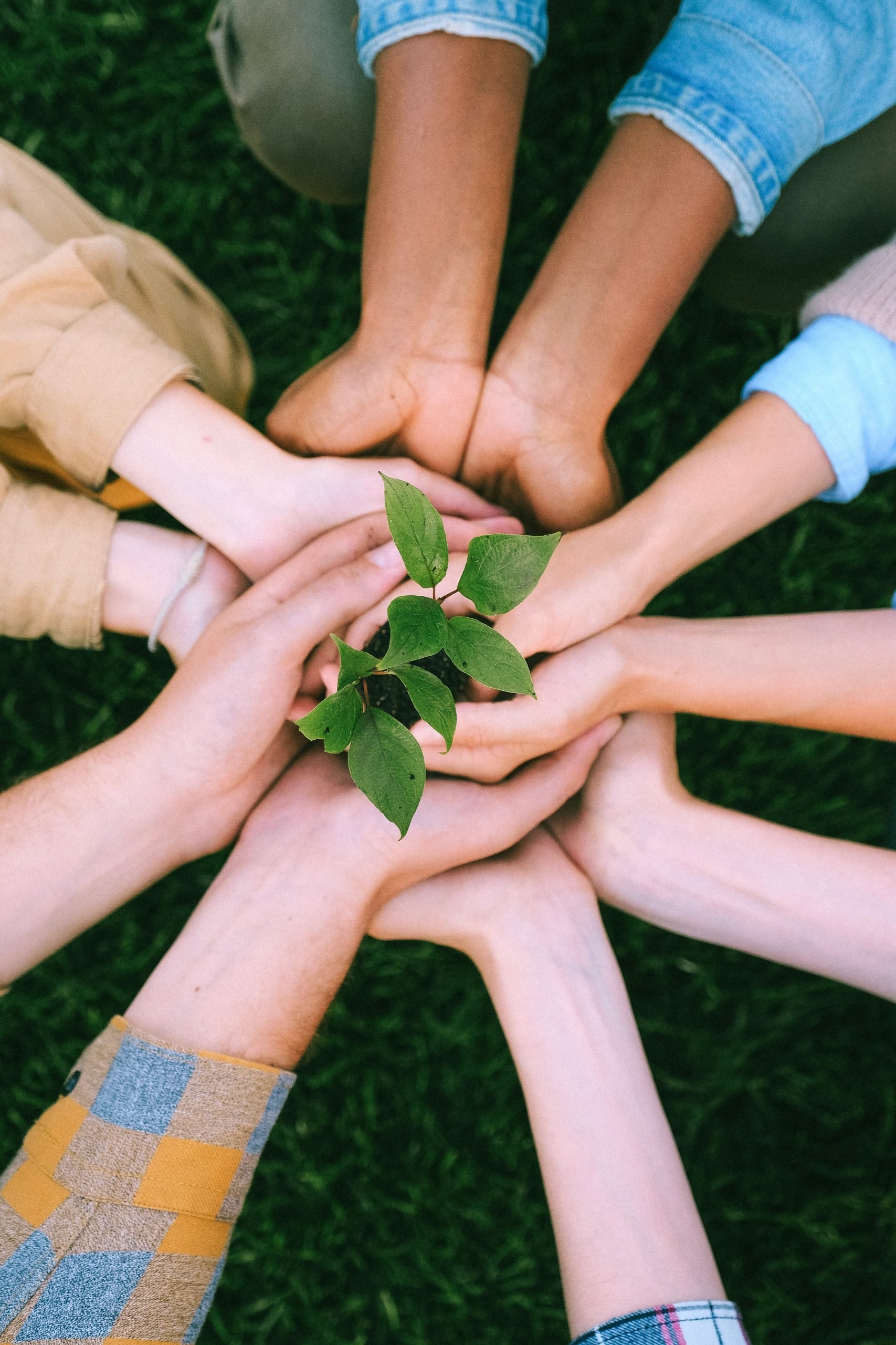 Hands holding a sapling representing the grantee-funder relationship